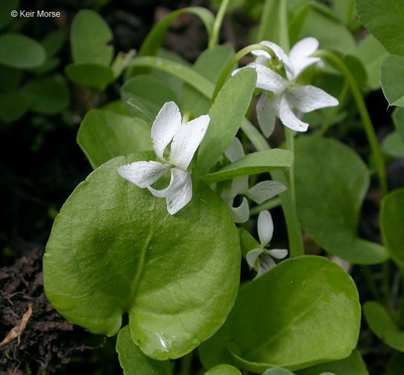 Image of small white violet