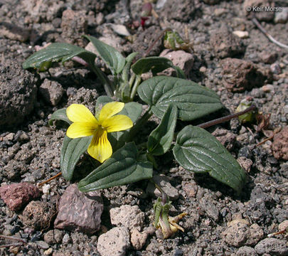 صورة Viola purpurea var. integrifolia (Baker & Clausen) J. T. Howell