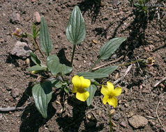 Sivun Viola purpurea var. integrifolia (Baker & Clausen) J. T. Howell kuva