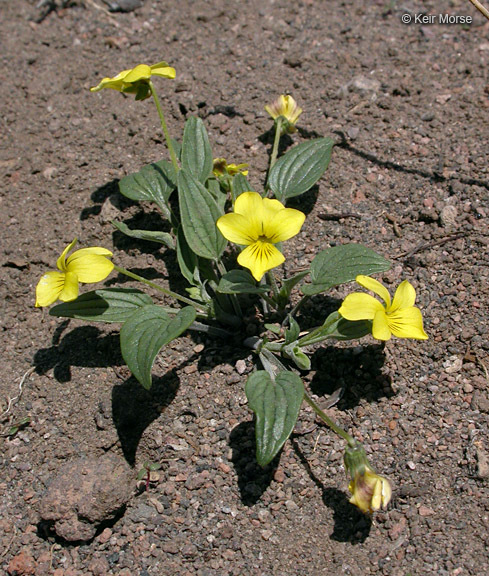 Sivun Viola purpurea var. integrifolia (Baker & Clausen) J. T. Howell kuva