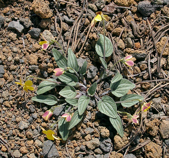 Sivun Viola purpurea var. integrifolia (Baker & Clausen) J. T. Howell kuva