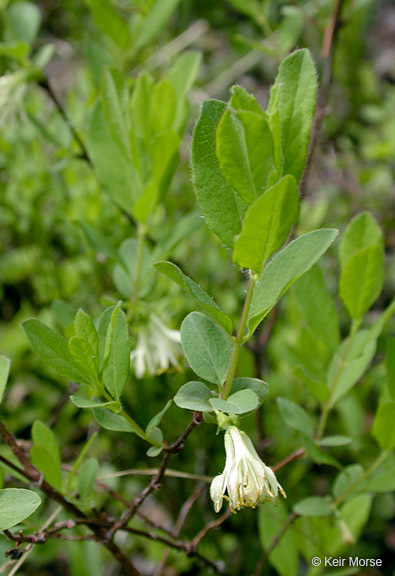 Image of <i>Lonicera cauriana</i>