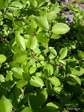 Image of purpleflower honeysuckle