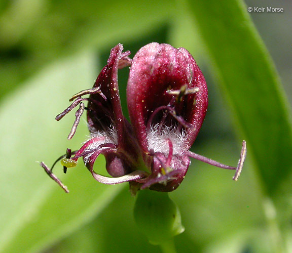 Image of purpleflower honeysuckle