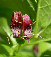 Image of purpleflower honeysuckle