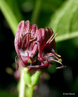 Image of purpleflower honeysuckle