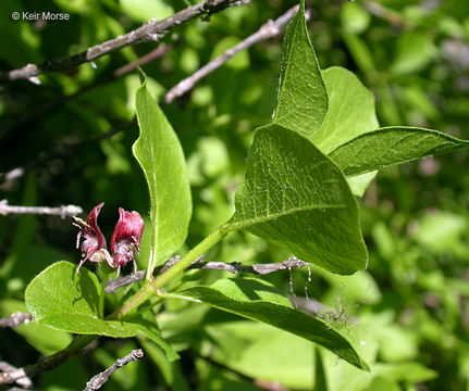 Image of purpleflower honeysuckle