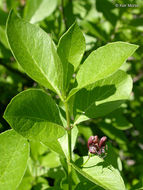 Image of purpleflower honeysuckle