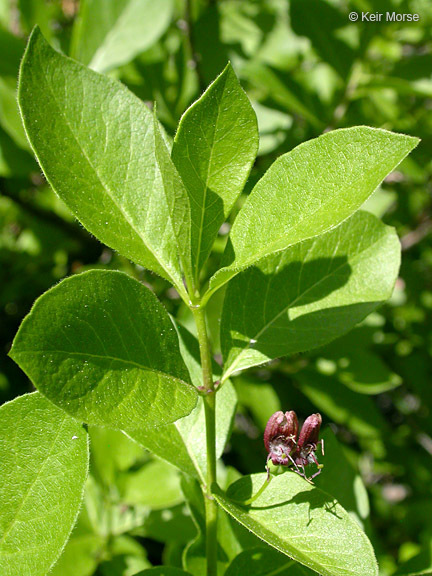 Image of purpleflower honeysuckle