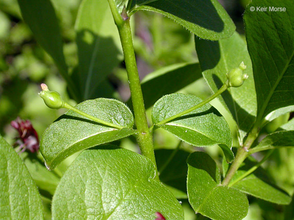 Image of purpleflower honeysuckle