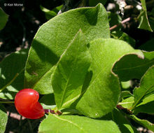 Image of purpleflower honeysuckle