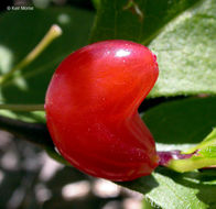 Image of purpleflower honeysuckle