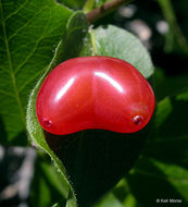 Image of purpleflower honeysuckle