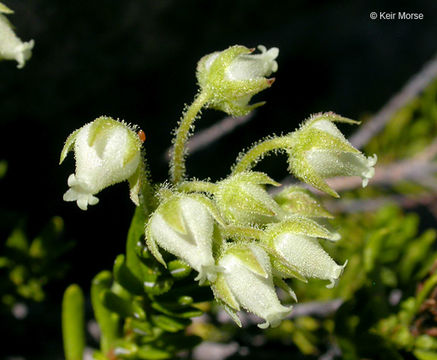 Sivun Phyllodoce glanduliflora (Hook.) Coville kuva