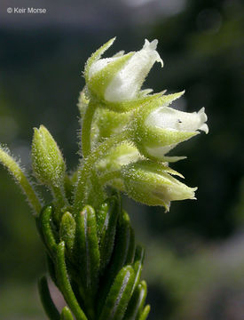 Image of Yellow Mountain-Heath