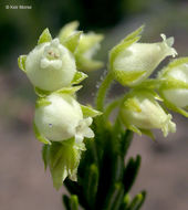 Image of Yellow Mountain-Heath