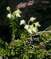 Image de Phyllodoce glanduliflora (Hook.) Coville