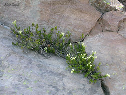 Image of Yellow Mountain-Heath