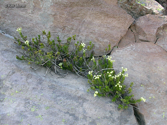 Image de Phyllodoce glanduliflora (Hook.) Coville