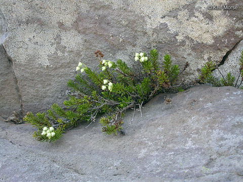 Image of Yellow Mountain-Heath