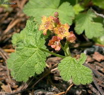 Слика од Ribes erythrocarpum Coville & Leiberg