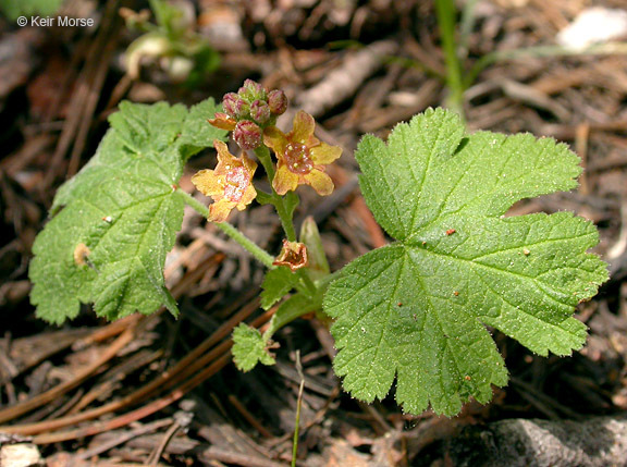 Слика од Ribes erythrocarpum Coville & Leiberg