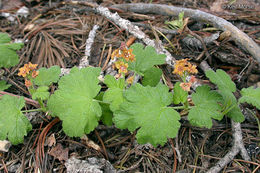 Слика од Ribes erythrocarpum Coville & Leiberg