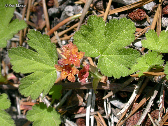 Слика од Ribes erythrocarpum Coville & Leiberg