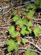Слика од Ribes erythrocarpum Coville & Leiberg