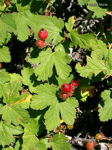 Image of Crater Lake currant