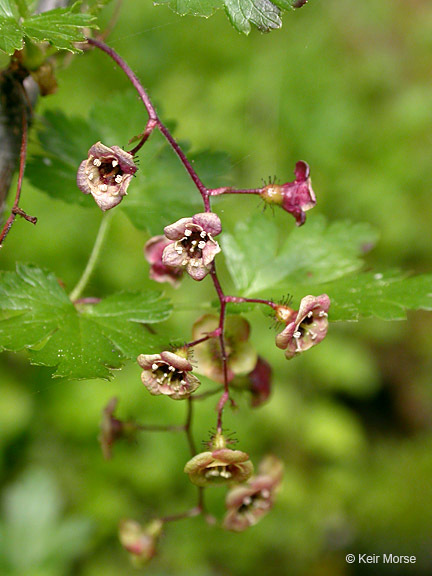 Image of prickly currant