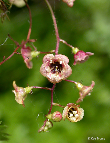 Image of prickly currant