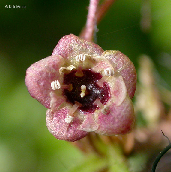 Image of prickly currant