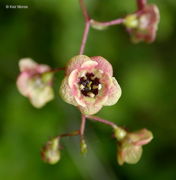 Ribes lacustre (Pers.) Poir. resmi