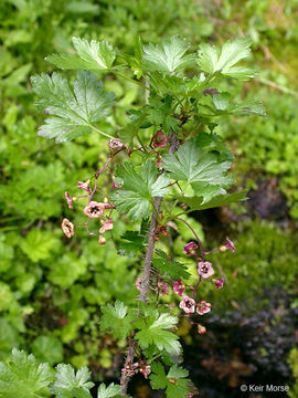 Image of prickly currant