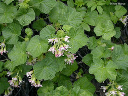 Image of sticky currant