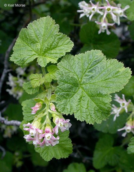 Image of sticky currant