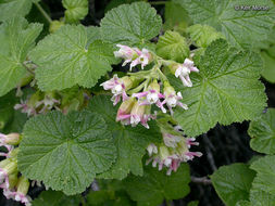 Image of sticky currant