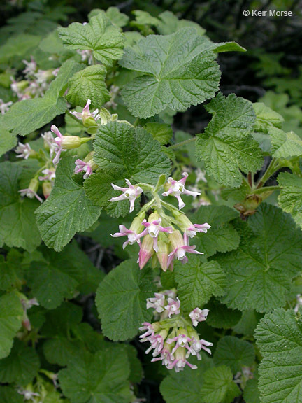 Image of sticky currant