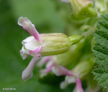 Image of sticky currant