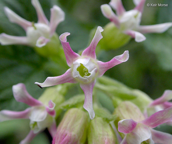 Image of sticky currant