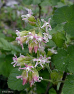 Image of sticky currant