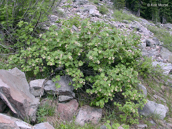 Image of sticky currant