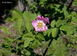 Слика од Rosa gymnocarpa Nutt. ex Torr. & Gray