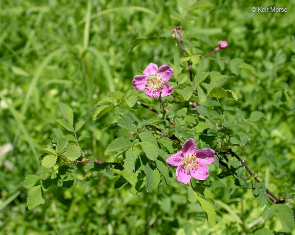 Слика од Rosa gymnocarpa Nutt. ex Torr. & Gray