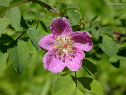 Слика од Rosa gymnocarpa Nutt. ex Torr. & Gray