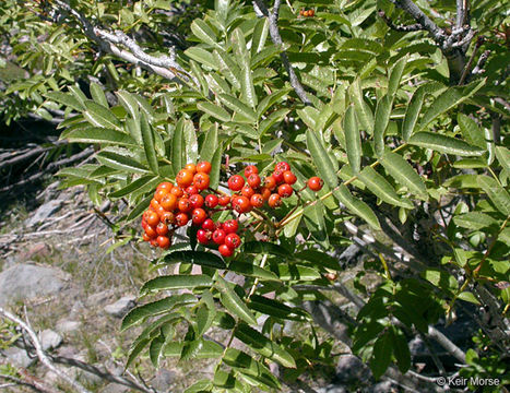 Image of Greene's mountain ash