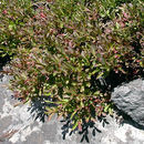 Image of dwarf bilberry