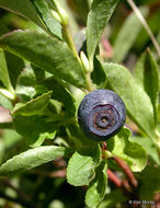 Image of dwarf bilberry