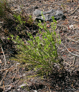 Image de Vaccinium scoparium Leiberg